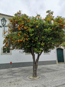 Portugal_Smulpaapje_Faro.jpg