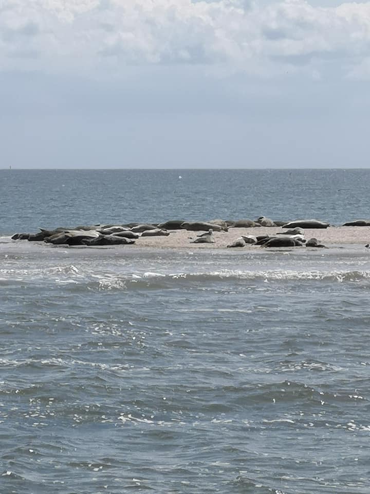 Texel zeehonden